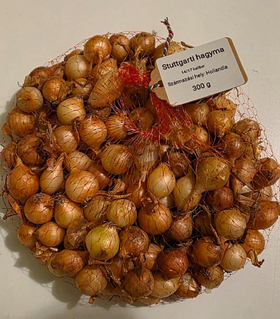 Stuttgarti Dughagyma